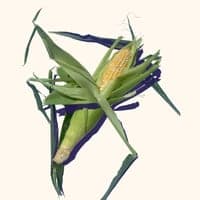 Corn