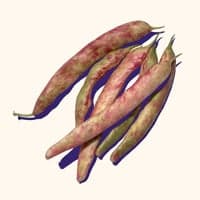 Cranberry Beans (shell beans)