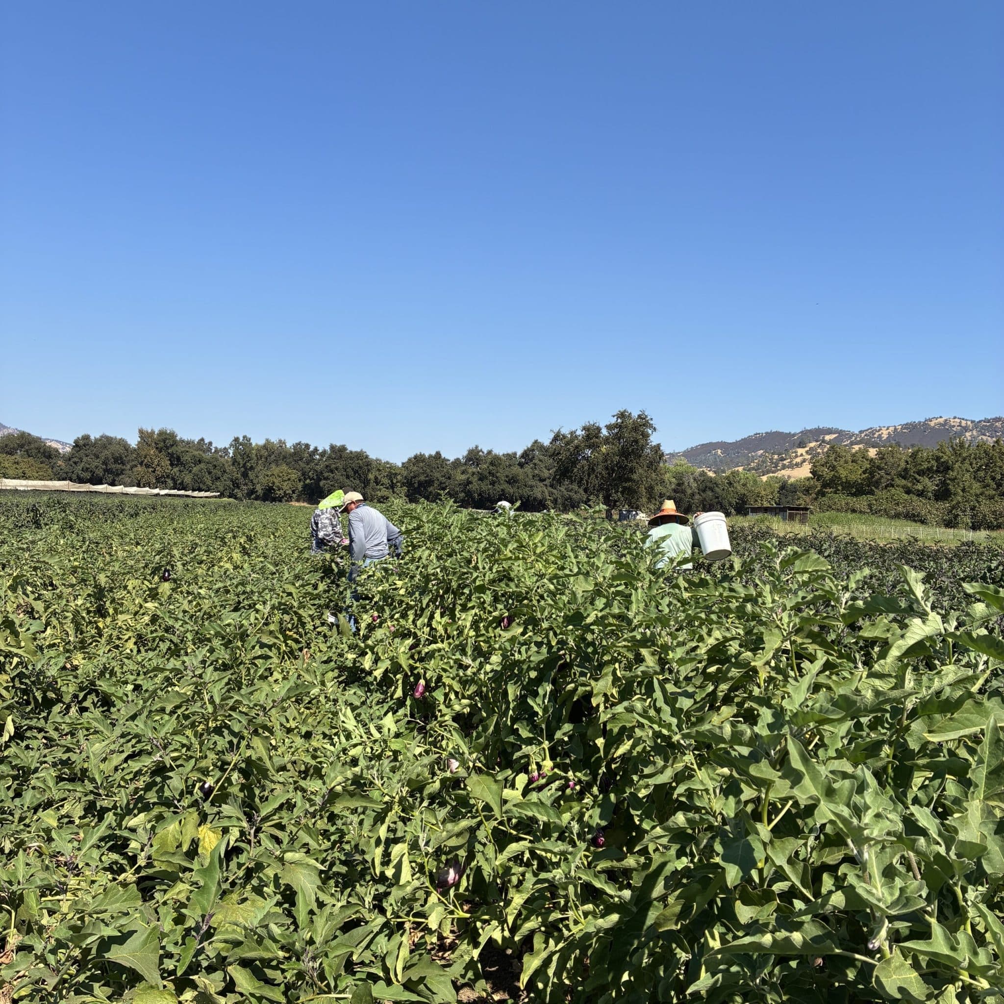 News from the Farm | September 15, 2025