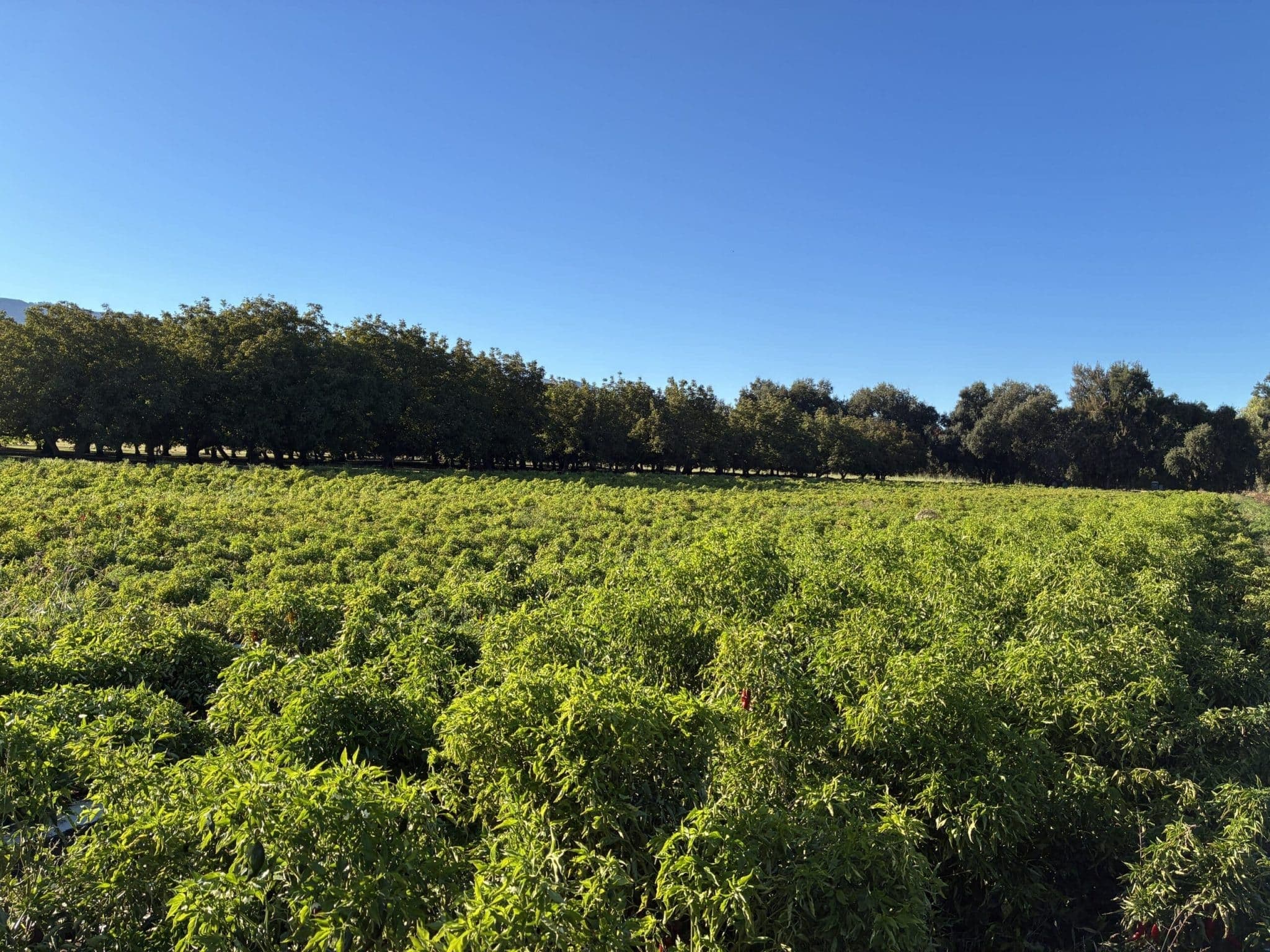 News from the Farm | October 20, 2025