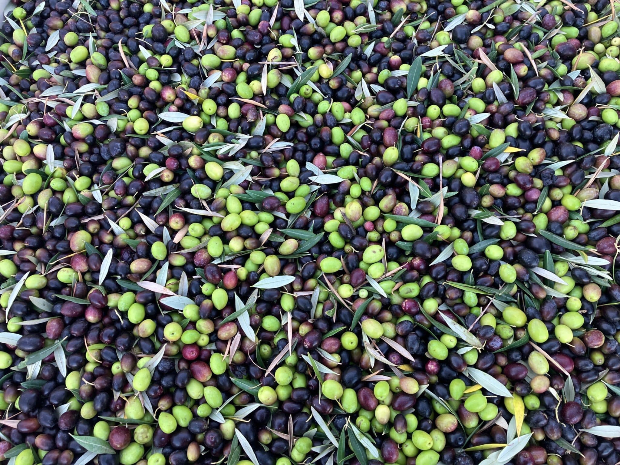 News from the Farm | November 3, 2025