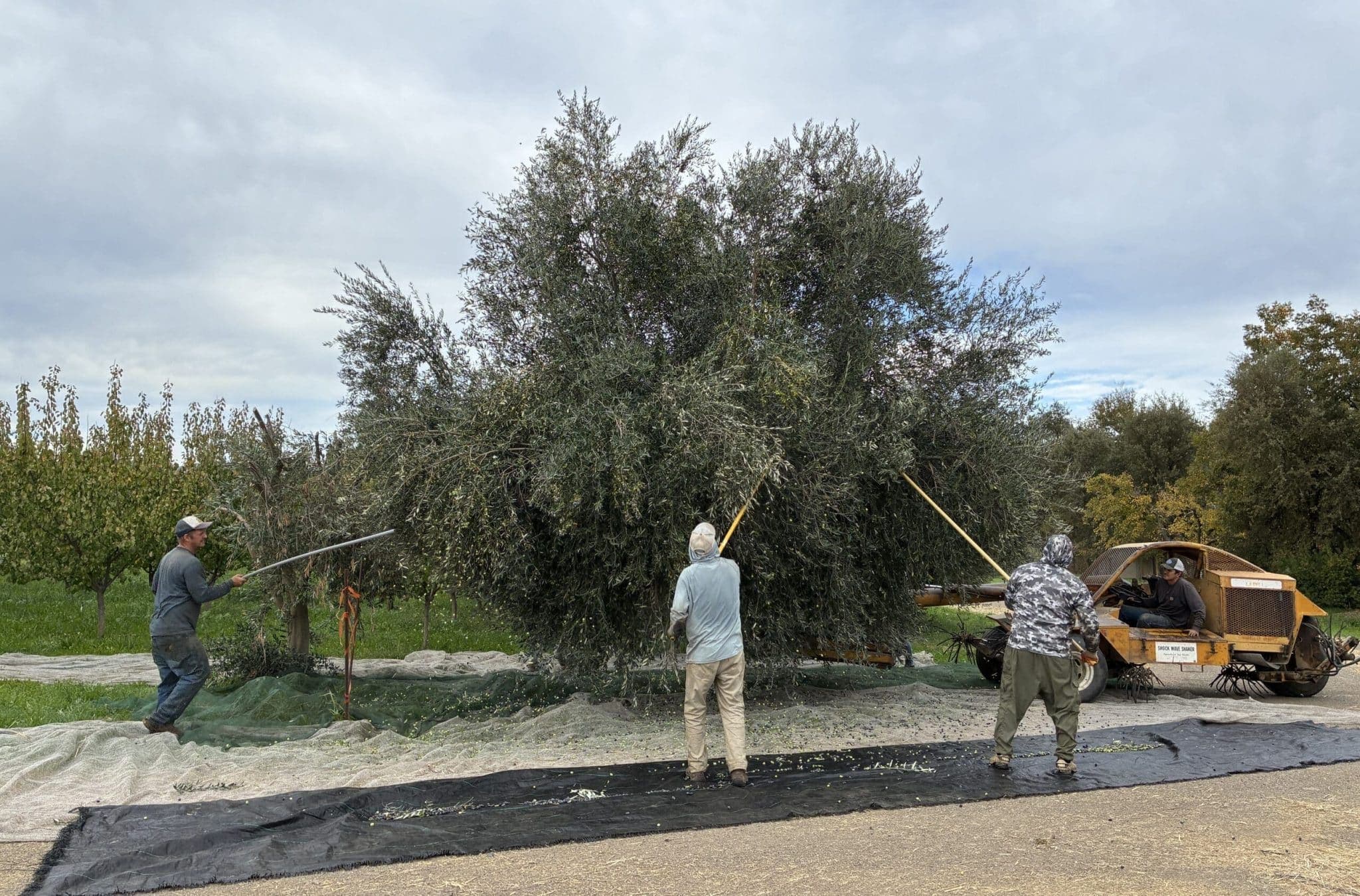 Olive Oil