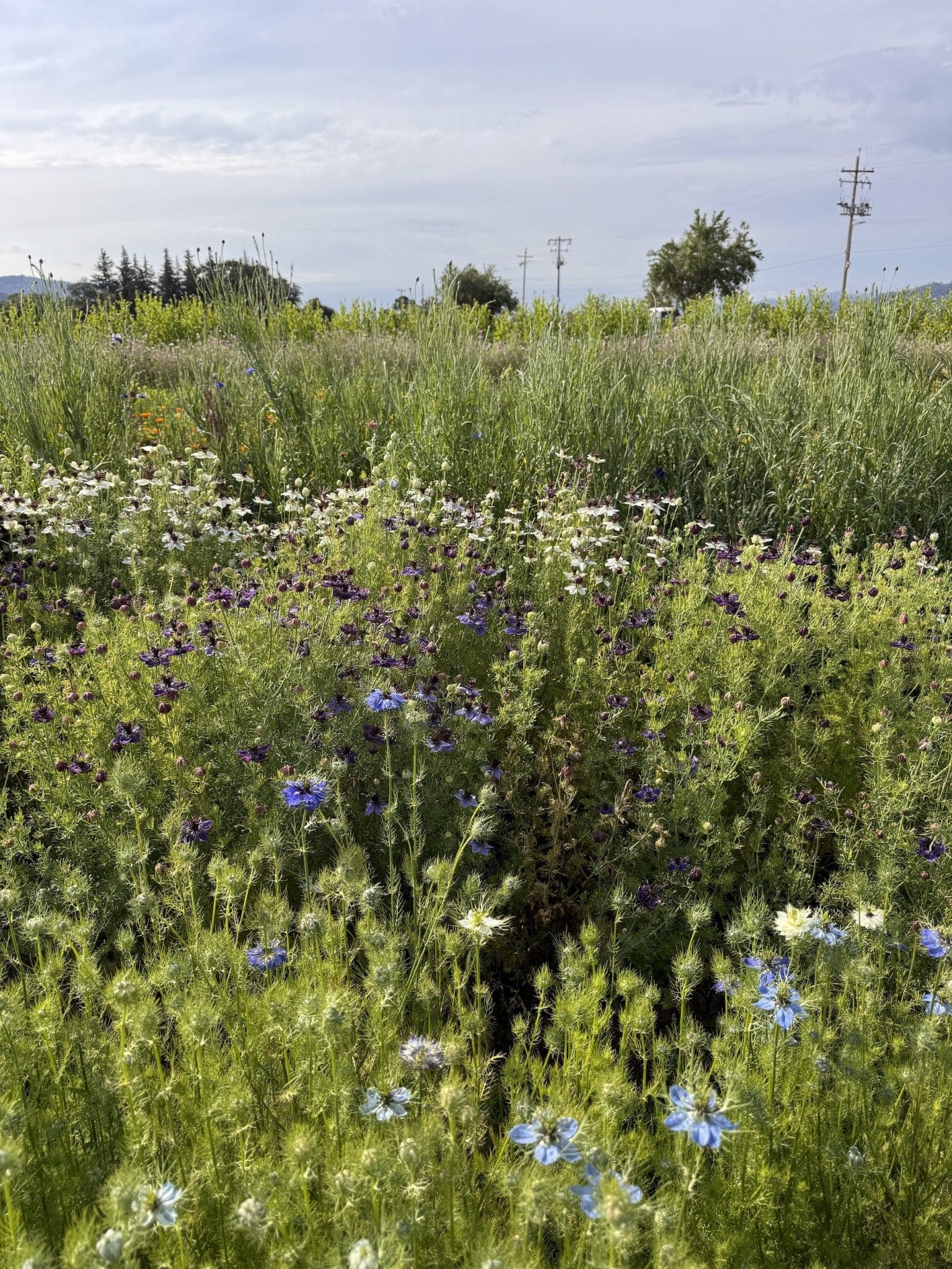 News From the Farm | May 11, 2026