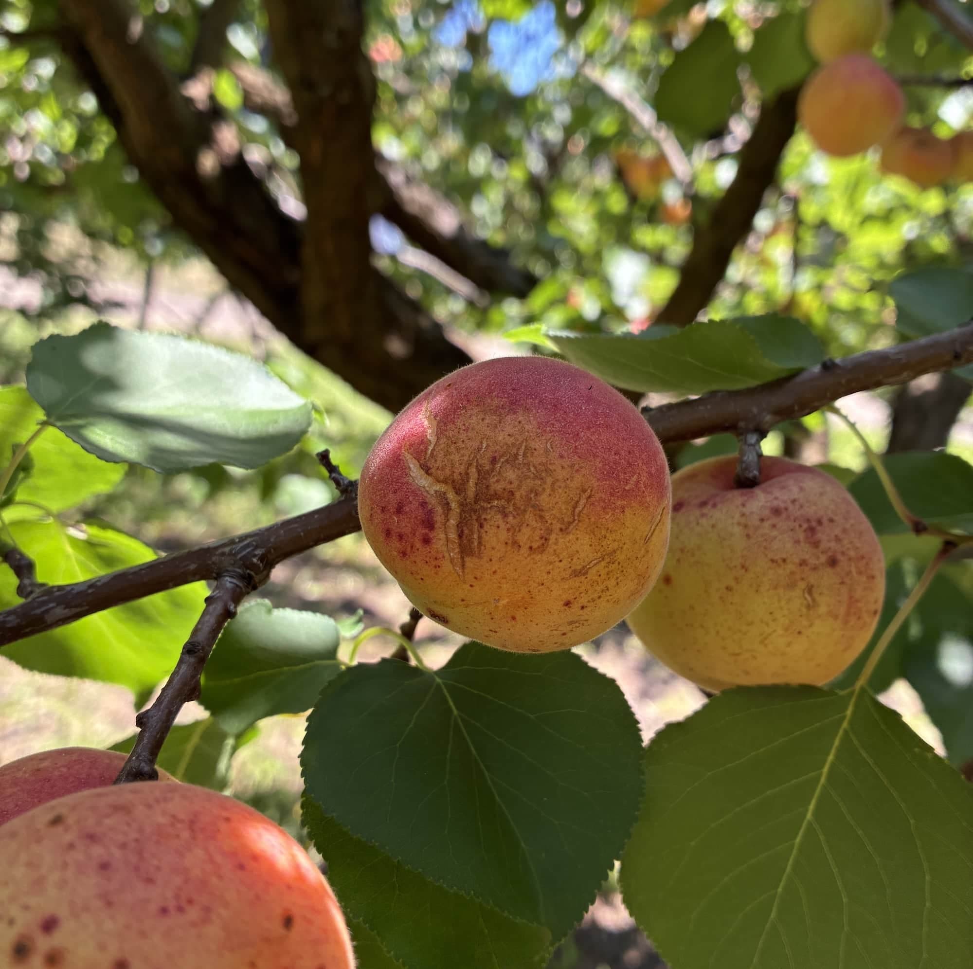 Apricot Jam (9 oz)