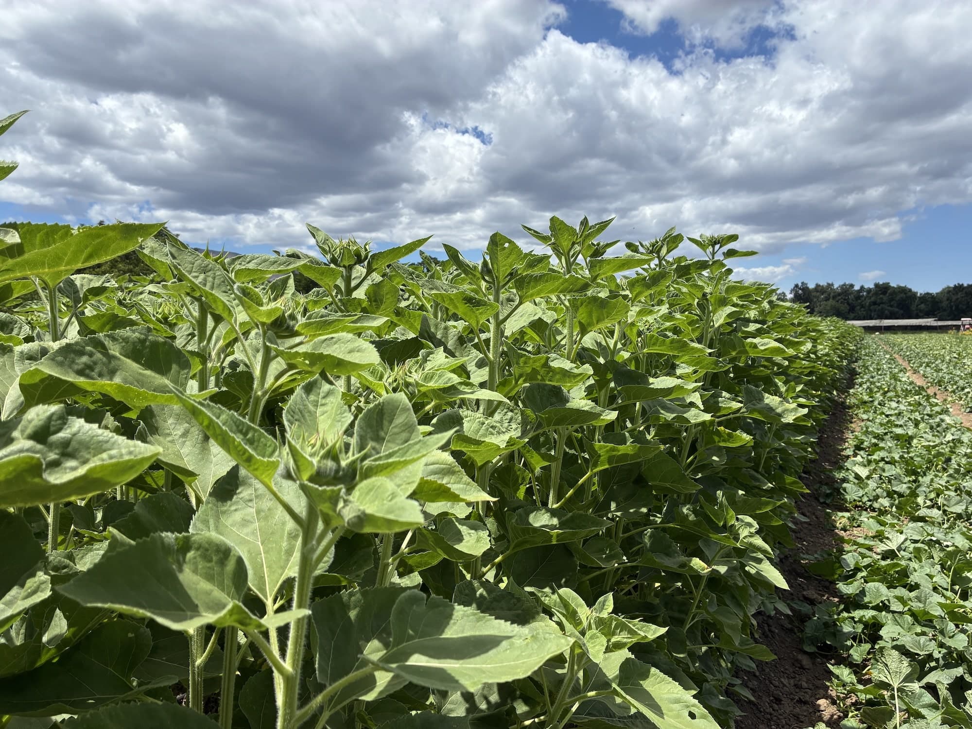 News From the Farm | June 29, 2026