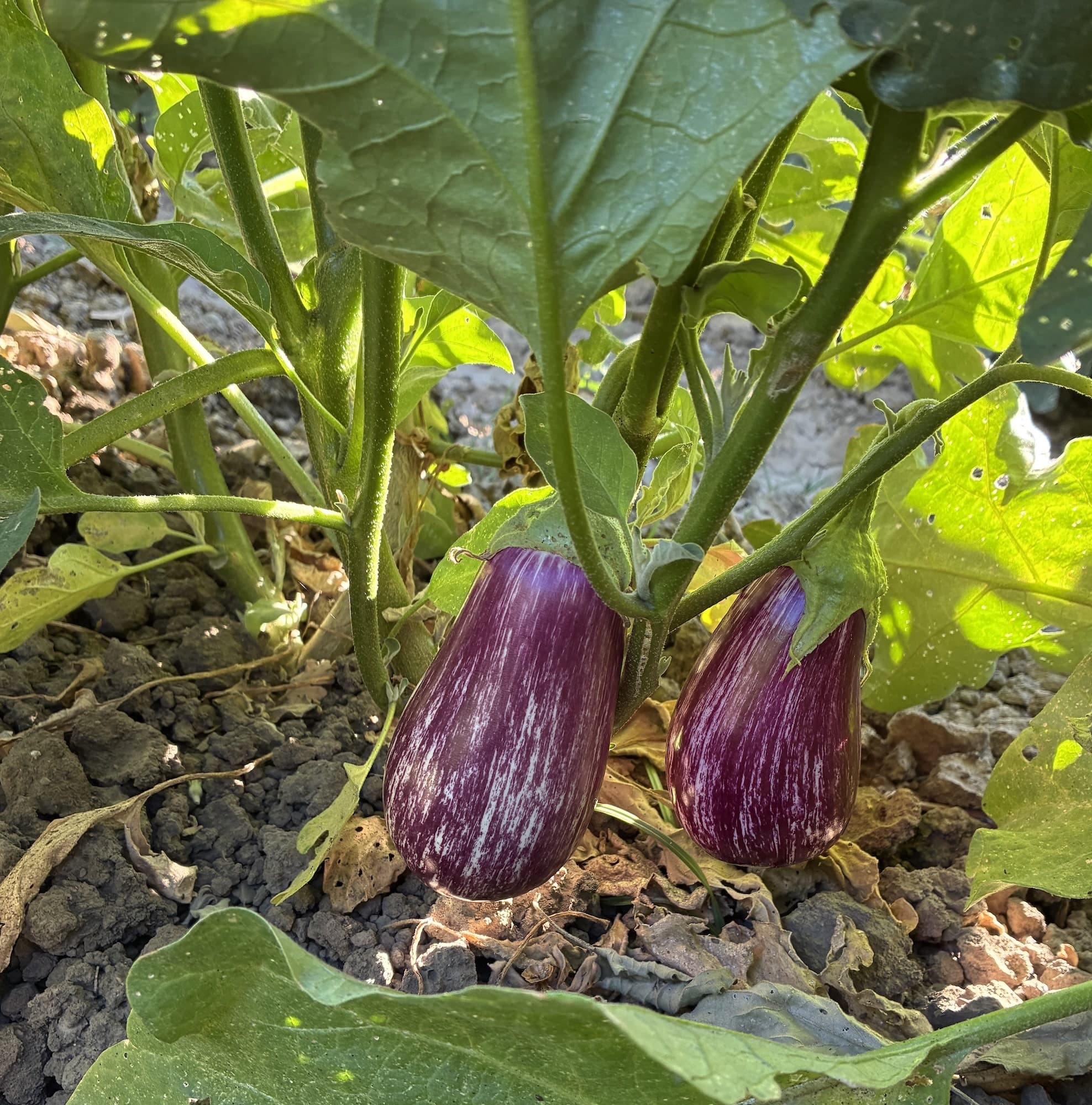 News from the Farm | July 6, 2026