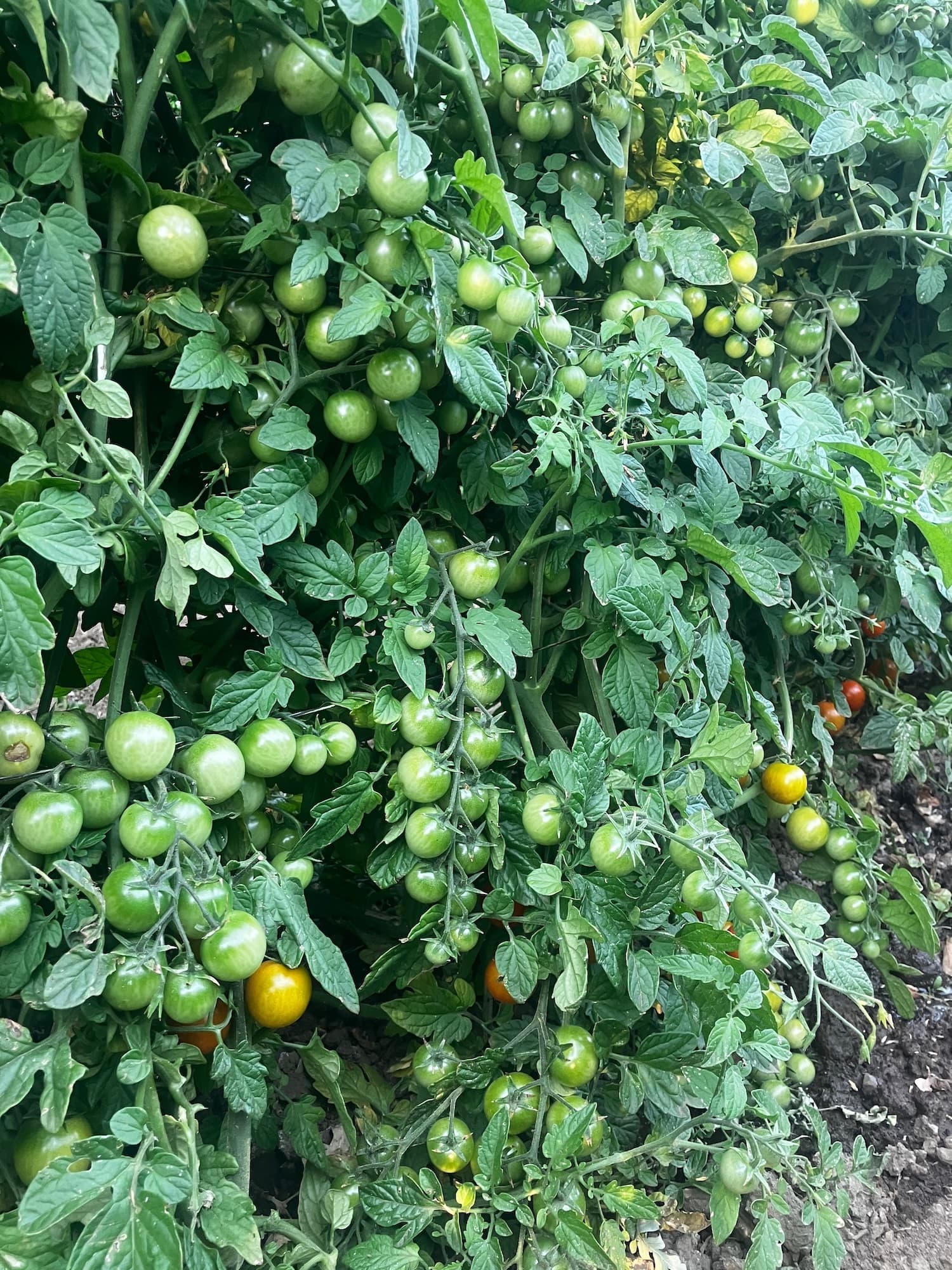 Tomato Jam (9 oz)